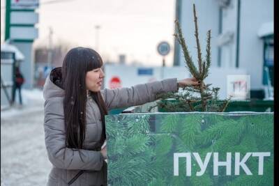 Жители Челнов могут сдать новогодние елки на переработку - kazan.mk.ru - Набережные Челны - Челнов