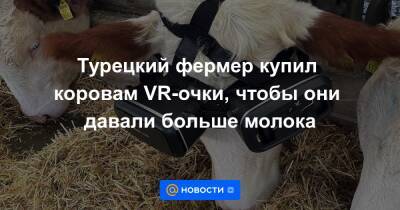 Турецкий фермер купил коровам VR-очки, чтобы они давали больше молока - news.mail.ru - Московская обл. - Турция