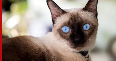 Самые капризные: 6 своенравных пород кошек - profile.ru