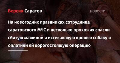 На новогодних праздниках сотрудница саратовского МЧС и прохожие спасли сбитую машиной и истекающую кровью собаку и оплатили ей дорогостоящую операцию - nversia.ru - Саратовская обл. - Саратов