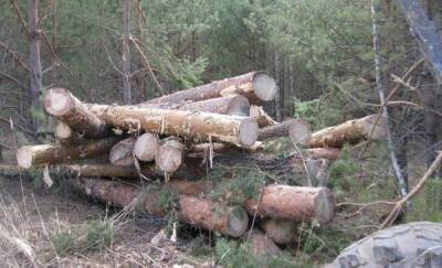 Жители Тюменской области незаконно вырубили деревья почти на 8 миллионов рублей - news.megatyumen.ru - Тюменская обл. - район Тюменский
