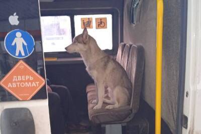 Потерявшийся пес хаски ездил по Копейску на маршрутке и искал своего хозяина - chel.mk.ru - Челябинск - Копейск