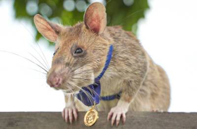 Умерла знаменитая крыса-сапер Магава - bfm.ru - Камбоджа - Танзания