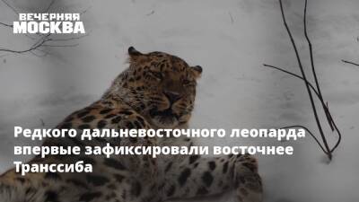Редкого дальневосточного леопарда впервые зафиксировали восточнее Транссиба - vm.ru - Москва - Россия - Приморье край - район Надеждинский - Сибирь