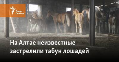 На Алтае неизвестные застрелили табун лошадей - svoboda.org - Алтайский край - респ. Алтай