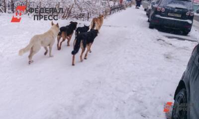 В Новом Уренгое бездомные собаки поселились в теплой остановке: горожане напуганы - fedpress.ru