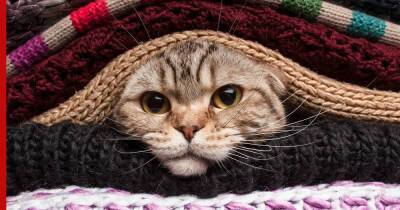 Гипотермия у кошек: чем опасно переохлаждение и как помочь питомцу - profile.ru