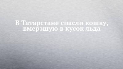 В Татарстане спасли кошку, вмерзшую в кусок льда - chelny-izvest.ru - респ. Татарстан