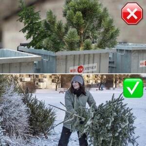Запорожцев просят не забивать деревьями мусорные баки: куда выбросить елку - reporter-ua.com - Запорожье - Запорожье