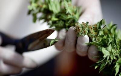 Легализация марихуаны принесла в бюджет США $10,4 млрд - korrespondent.net - США - Украина - шт. Колорадо - штат Вашингтон