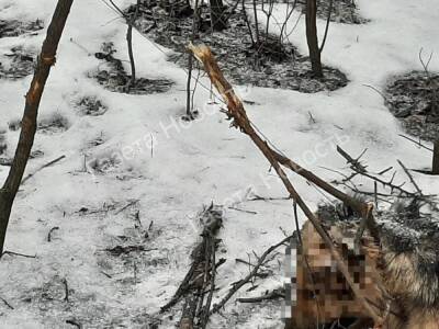 Собаку повесили на дереве умирать извергли в Ростовской области - privet-rostov.ru - Донецк - Ростовская обл. - Скончался