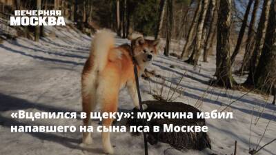 «Вцепился в щеку»: мужчина избил напавшего на сына пса в Москве - vm.ru - Москва - Москва