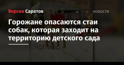 Горожане опасаются стаи собак, которая заходит на территорию детского сада - nversia.ru - р-н Кировский