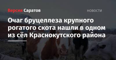 Очаг бруцеллеза крупного рогатого скота нашли в одном из сёл Краснокутского района - nversia.ru - Саратовская обл.