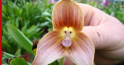Необычная Дракула: как вырастить орхидею с цветами, похожими на мордочки обезьян - profile.ru