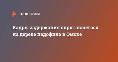 Кадры задержания спрятавшегося на дереве педофила в Омске - ren.tv - Россия - Омск - Омская обл.