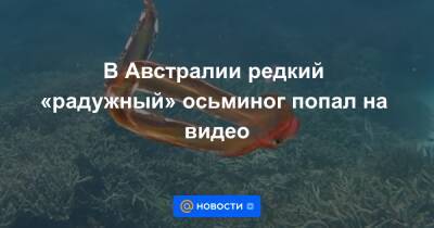 Екатерина Гура - В Австралии редкий «радужный» осьминог попал на видео - news.mail.ru - Австралия