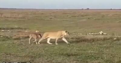 Материнский инстинкт. В Танзании львица отвела заблудившуюся антилопу обратно в стадо (видео) - focus.ua - Украина - Танзания