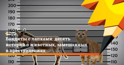 Бандиты с лапками: десять историй о животных, замешанных в преступлениях - ridus.ru - Франция - Мексика - Индия