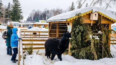 Чебоксарский зооуголок начинает сбор живых новогодних елок - parkseason.ru - Новости
