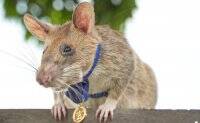Нашла более 100 мин: умерла крыса-сапер Магава - vlasti.net - Англия - Бельгия - Камбоджа - Танзания