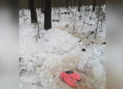 Окровавленную куртку маленького ребенка нашли в лесу под Санкт-Петербургом - province.ru - Санкт-Петербург