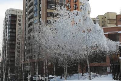 Деревья покрылись инеем из-за мороза в Новосибирске - novos.mk.ru - Новосибирск
