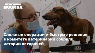 Сложные операции и быстрые решения: в комитете ветеринарии собрали истории ветврачей - vm.ru