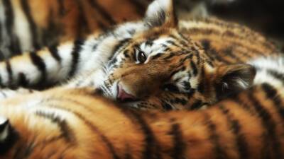 Два амурских тигренка умерли от истощения в Хабаровском крае - mir24.tv - Россия - район Вяземский - Хабаровский край - Приморье край