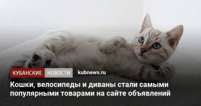 Кошки, велосипеды и диваны стали самыми популярными товарами на сайте объявлений - kubnews.ru
