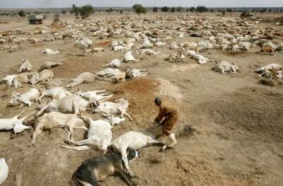 Алесь Цвирк - Засуха в Танзании погубила десятки тысяч животных - lenta.ua - Украина - Аргентина - Танзания