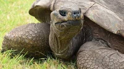 Старейшая в мире черепаха попала в Книгу рекордов Гиннесса - mir24.tv - США - Австралия - Тонга - Святая Елена