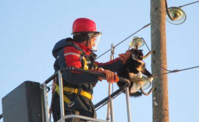 Энергетики Удмуртии провели спасательную операцию по вызволению кошки со столба - gorodglazov.com - респ. Удмуртия