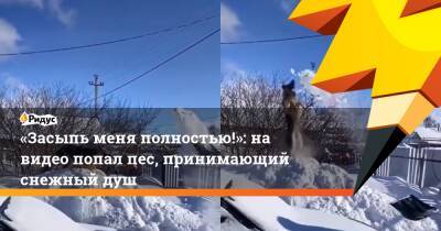 «Засыпь меня полностью!»: на видео попал пес, принимающий снежный душ - ridus.ru