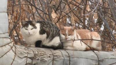 В Пензе пенсионерка нашла хозяев десяткам кошек - penzainform.ru - Пенза