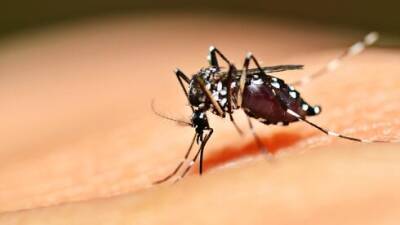 В Ришон ле-Ционе ожидается нашествие комаров: дезинсекторов не хватает - vesty.co.il - Израиль - Ришон