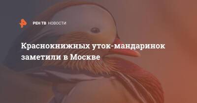 Краснокнижных уток-мандаринок заметили в Москве - ren.tv - Москва - Россия - Москва