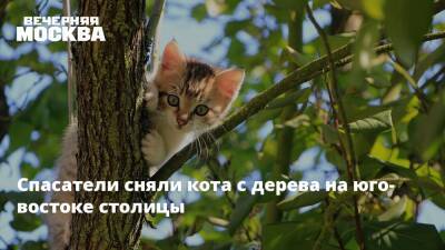 Спасатели сняли кота с дерева на юго-востоке столицы - vm.ru - Москва