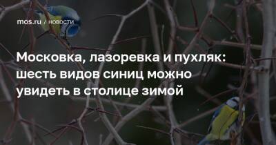 Московка, лазоревка и пухляк: шесть видов синиц можно увидеть в столице зимой - mos.ru - Москва - Экология