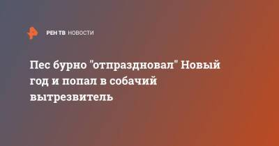 Пес бурно "отпраздновал" Новый год и попал в собачий вытрезвитель - ren.tv - Украина - Челябинск