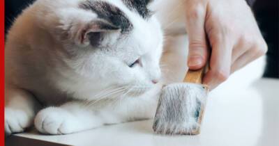 Кошачья линька: как понять, что животному нужна помощь ветеринара - profile.ru