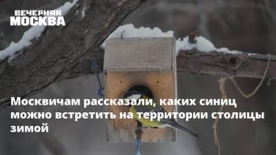Москвичам рассказали, каких синиц можно встретить на территории столицы зимой - vm.ru - Москва - Москва