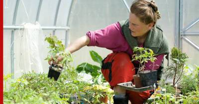 Для хорошего урожая: 6 растений, которые можно посадить с помидорами в теплице - profile.ru