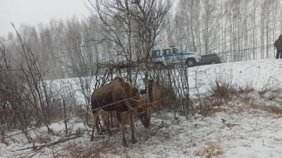 Полицейский и автомобилисты спасли застрявшего лося - vesti.ru - Тюмень - Омск - Омская обл.