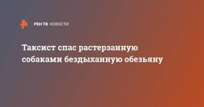 Таксист спас растерзанную собаками бездыханную обезьяну - ren.tv - Индия