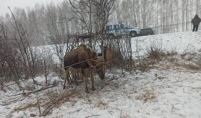 На трассе Тюмень-Омск полицейские спасли лося. Животное запуталось в проводах. - nashgorod.ru - Россия - Тюмень - Омск