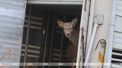 Более 30 благородных оленей из Беловежской пущи переселили в Столинский район - belta.by - Белоруссия - район Столинский