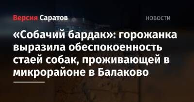 «Собачий бардак»: горожанка выразила обеспокоенность стаей собак, проживающей в микрорайоне в Балаково - nversia.ru