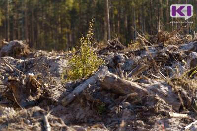 В Сосногорском лесу нарубили дров на миллион - komiinform.ru - район Сосногорский