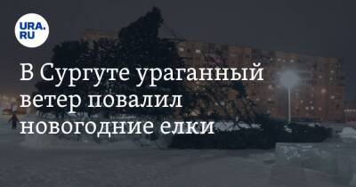 В Сургуте ураганный ветер повалил новогодние елки. Фото - ura.news - Сургут - Югра